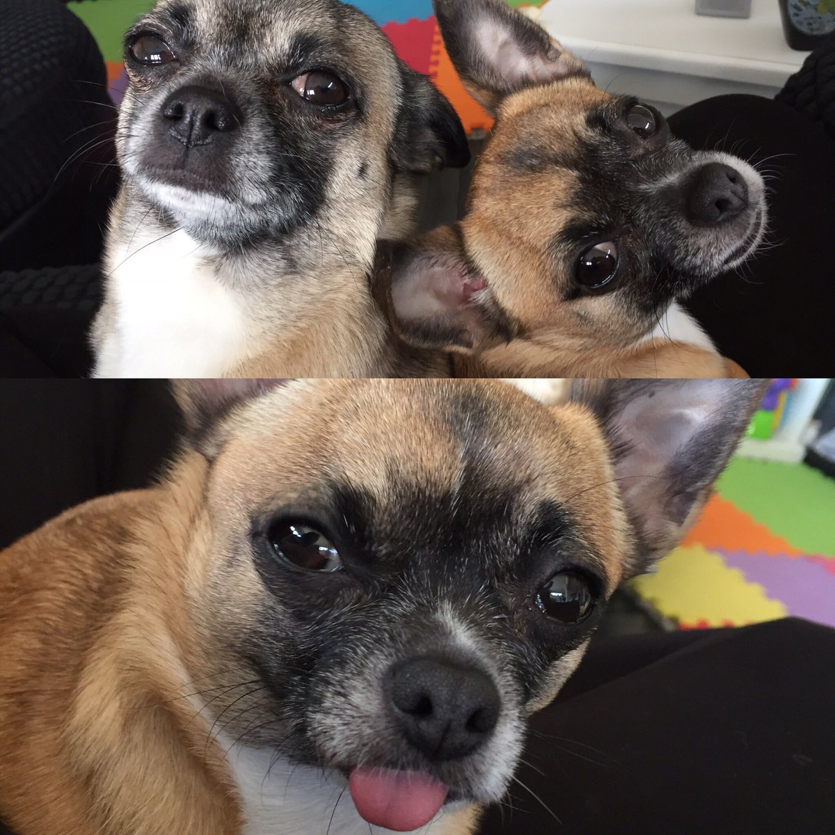 PepperDolly_Chi's tweet photo. We are sooooooo pretty😘😍🐾❤️ #Chihuahua #Chihuahuaoftwitter #chihuahuaofmischif #cute #pokietounge #sillyness https://t.co/lNxQyC8qnl