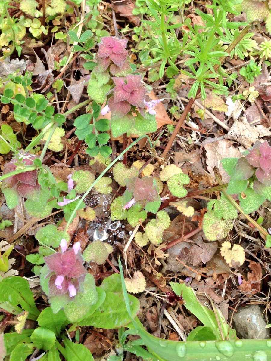 静大の植物bot En Twitter 名前 ヒメオドリコソウ 場所 体サ棟への坂道 帰化植物で原産地はヨーロッパ 花の付け根には蜜が詰まっていて なめると甘いよ T Co Inb2dlpmvz