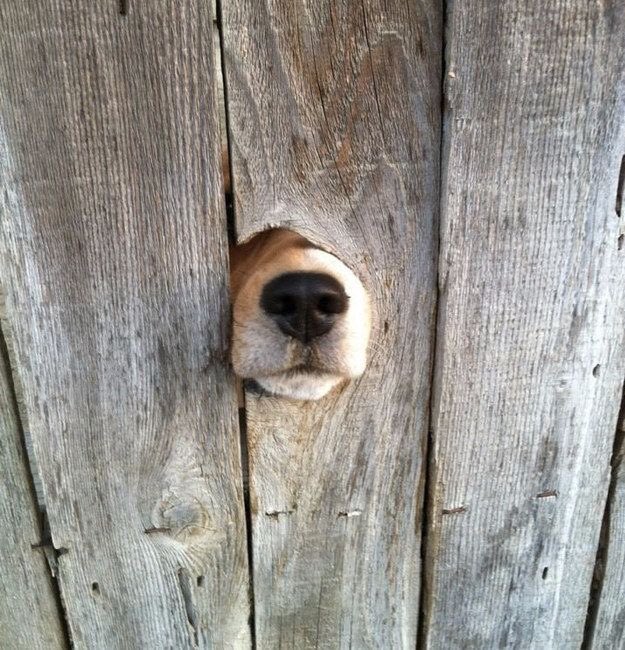 Dotty4Paws tweet media