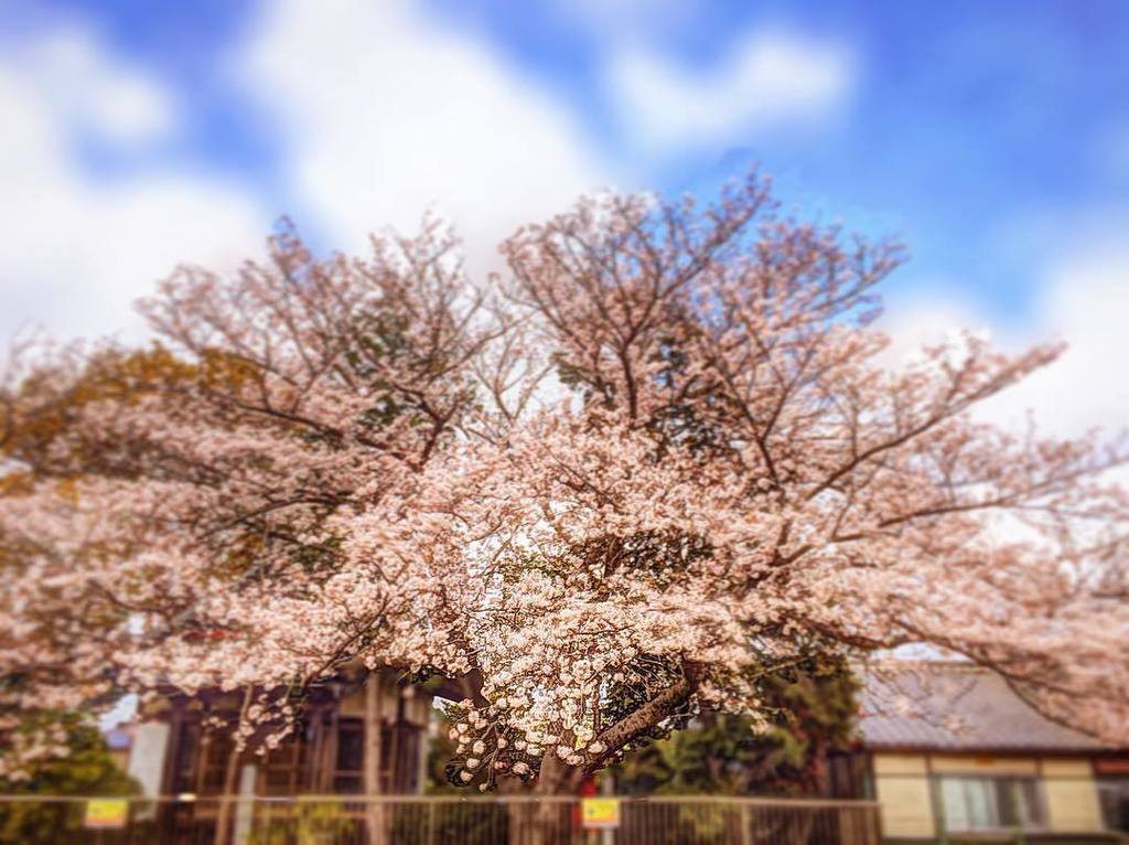 tarkun's tweet photo. #桜 #CherryBlossoms #空 #Sky #TakeAWalk #CortexCam #ResizeImage #Painteresque #ProHDR #TadaaSLR #SundayAfternoon #Hol… https://t.co/4oA1LPnoy0