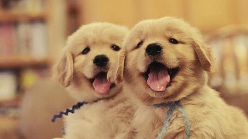 Animal_Hearted's tweet photo. Golden Retriever puppies are just too cute... https://t.co/ED7NFXzIwx