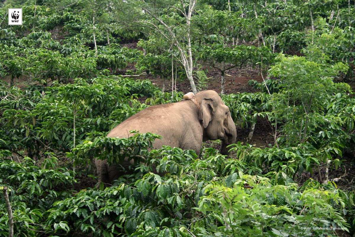 Gajah membantu menjaga kelestarian hutan dgn menyebarkan benih tumbuhan hingga sejauh 6 kilometer #JanganBunuhGajah