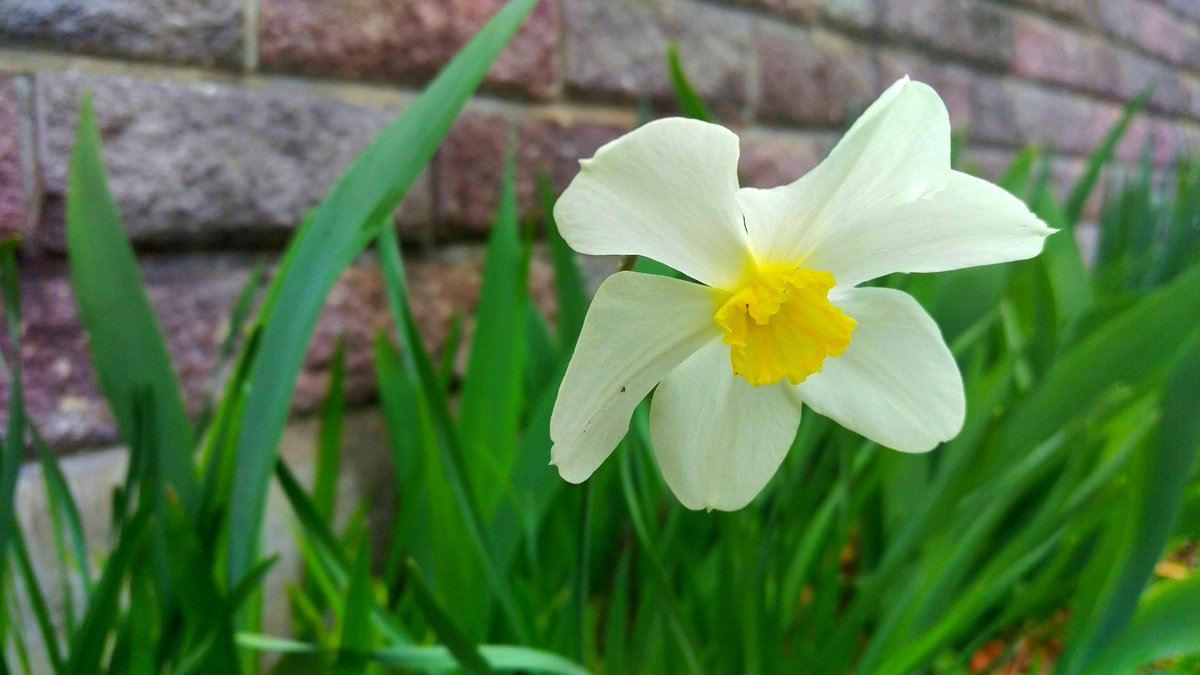 花 Twitterren 先日に続き 知らぬ間に 裏の塀沿いに 水仙が揺れた 水仙の花 しばしば ひらめく わが心は喜びに満ちあふれ 水仙とともに踊る 水仙 ウィリアム ワーズワース 私も一緒に踊ってみる 笑 イマハナ Mysky ナエ T Co Ljmbdtstai 花 Twitterren 先日に続き 知らぬ間に 裏の塀沿いに 水仙が揺れた 水仙の花 しばしば ひらめく わが心は喜びに満ちあふれ 水仙とともに踊る 水仙 ウィリアム ワーズワース 私も一緒に踊ってみる 笑 イマハナ Mysky ナエ T Co Ljmbdtstai