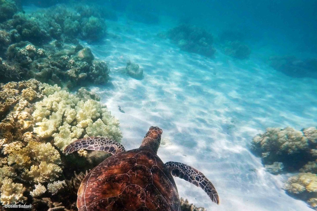 OceanSafariCT's tweet photo. #Turtle Tripping on the #GreatBarrierReef last Thursday. @CairnsGBR @Australia @Queensland https://t.co/mzBXZWMLOD