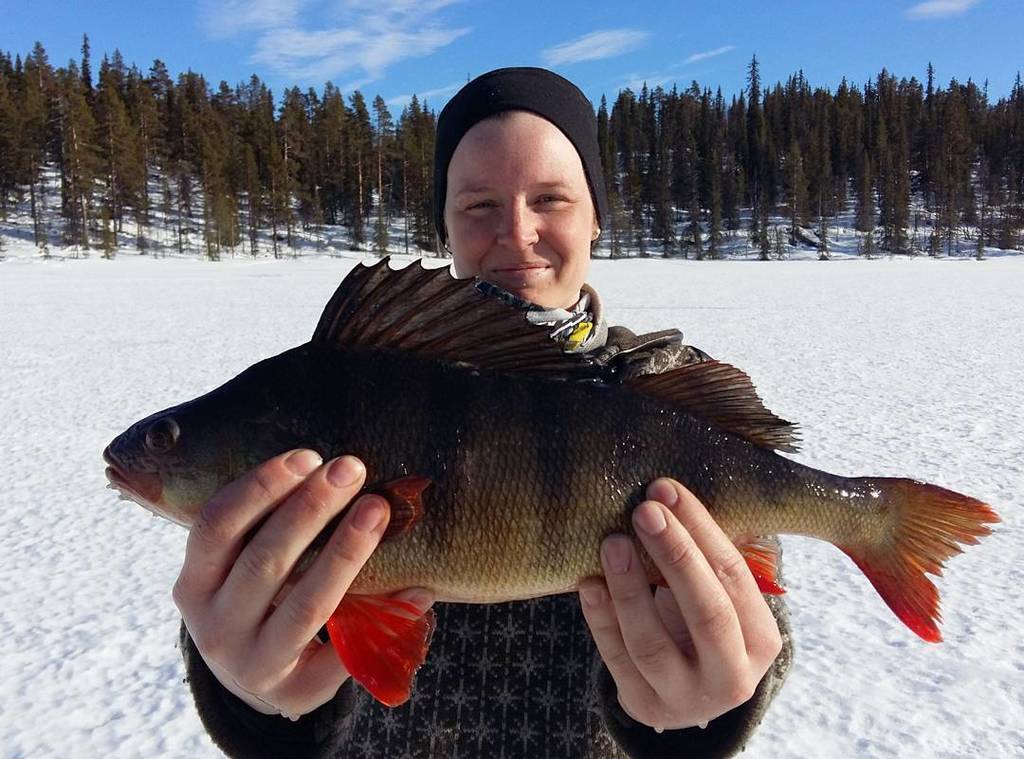 Natur_liv's tweet photo. Abborre #pimpelfiske #isfiske #pimpla #arcticcircle #icefishing #abborre #perch #fisk #polcirkeln #fjällen #friluft… https://t.co/GPH54j0uvl