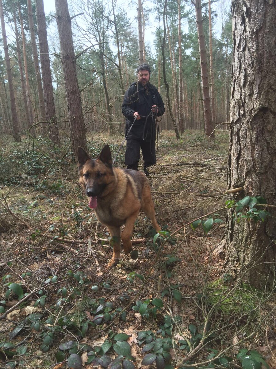 StaffsDogs's tweet photo. #pdBob has got the scent and is on your case.No where to hide 🙈 #SundayWalk 🐾 https://t.co/6RxkRIuwR7