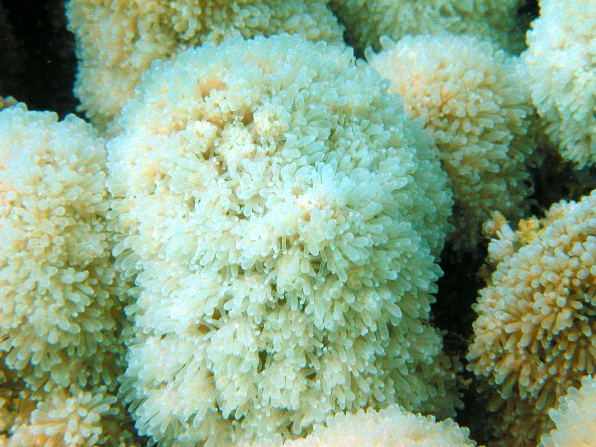 dobura's tweet photo. #coralbleaching increasing in #EastAfrica See our latest Alert @cordioea https://t.co/mHHaPrJfkv #WIOBLEACHING2016 https://t.co/bk5Chvhn9p