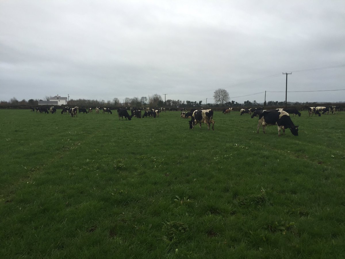 In a few weeks time all this on/off grazing, poaching, rain and general hardship will be forgotten about! #PMA