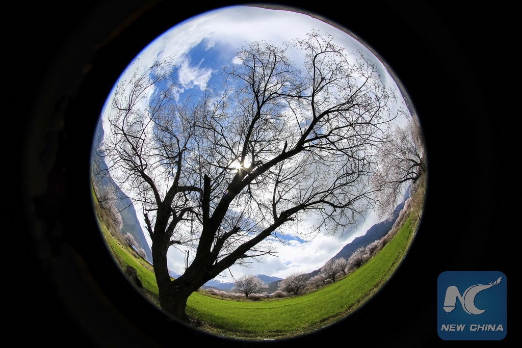 XHNews's tweet photo. Snowy mountains and peach blossoms are both in sight, as bloomy spring season arrives in SW China's Tibet https://t.co/wJs5gEtzFc