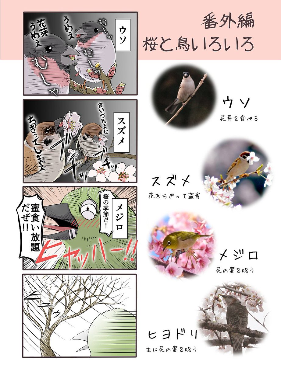4コマを更新【番外編】桜に来る鳥いろいろ 