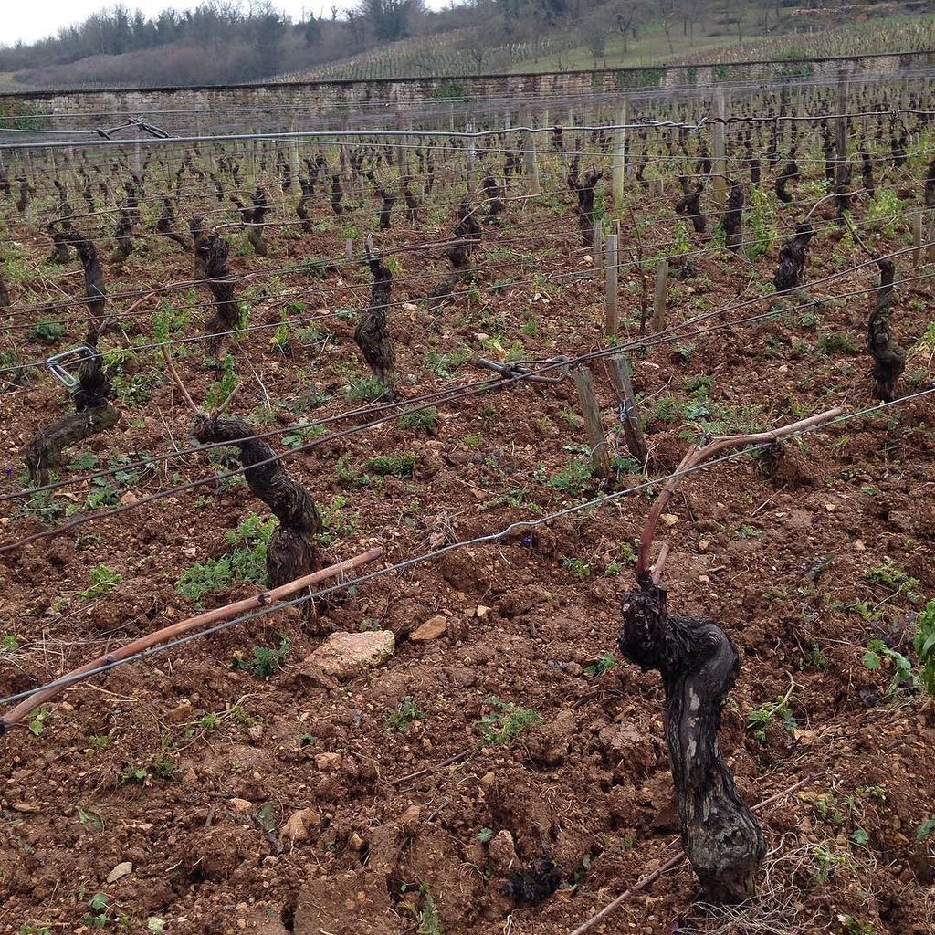 Clos de l'étoile à Chenôve (vigne municipale) #climatsbourgogne #chenove #vinsdebourgogne
