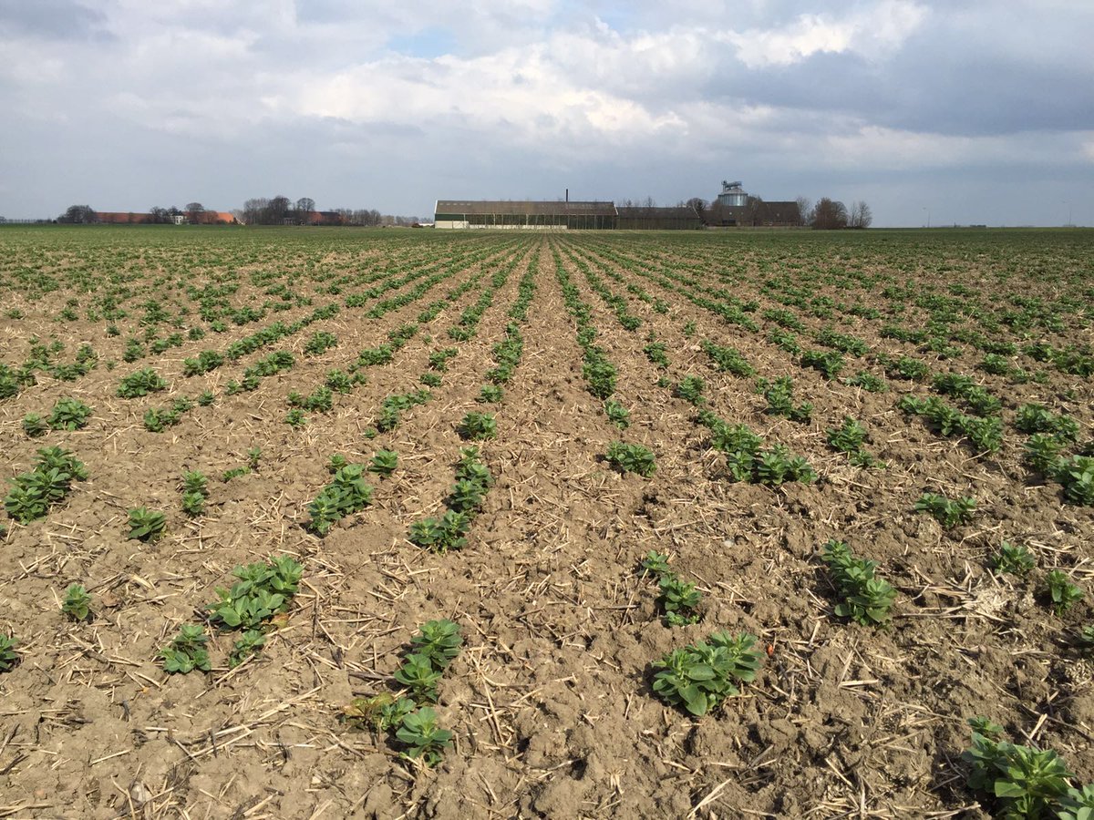 PieterBurg's tweet photo. 😍😍😍 #agrifoto #Tundra #winterveldboon #winterbean @LGseedsNL @Limagrain https://t.co/nVq46ZwNqD