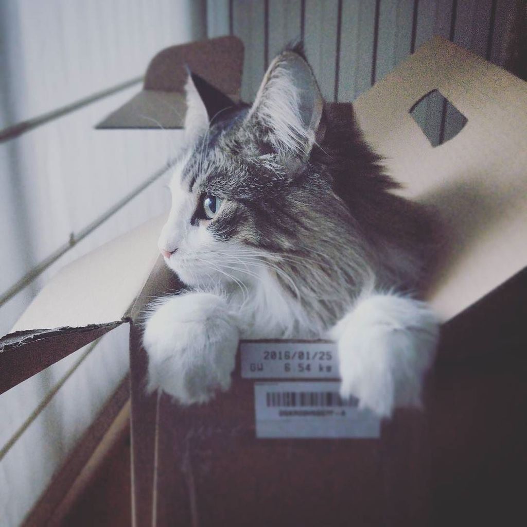 Catstagram's tweet photo. #catstagram #ねこ by laiacantenys https://t.co/2o7cjaOwOE Sunday's morining #catsphoto #catinabox #mollymalone #cats… https://t.co/sIokHctQsu
