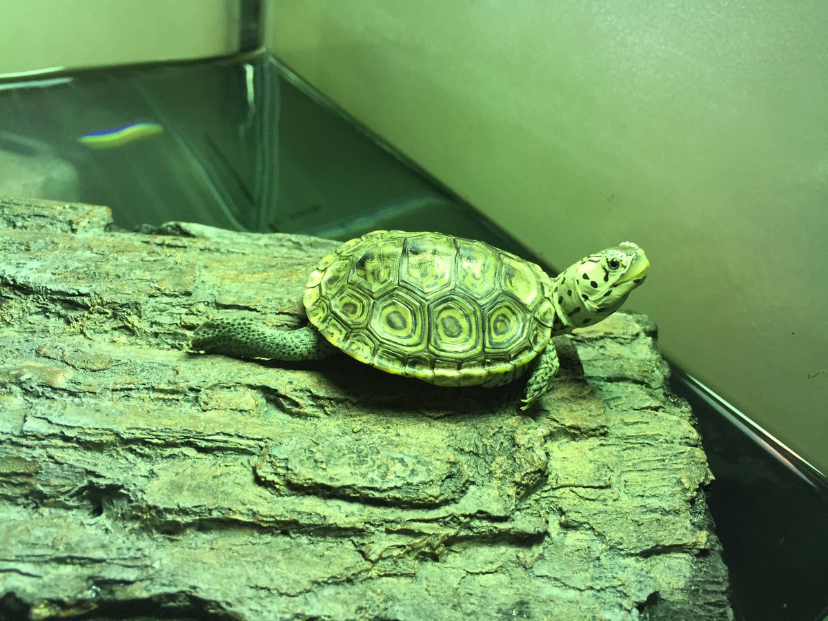 rep_robsta's tweet photo. #diamondbackterrapin
#turtlelog
#zoomed https://t.co/hab4X2FfoU
