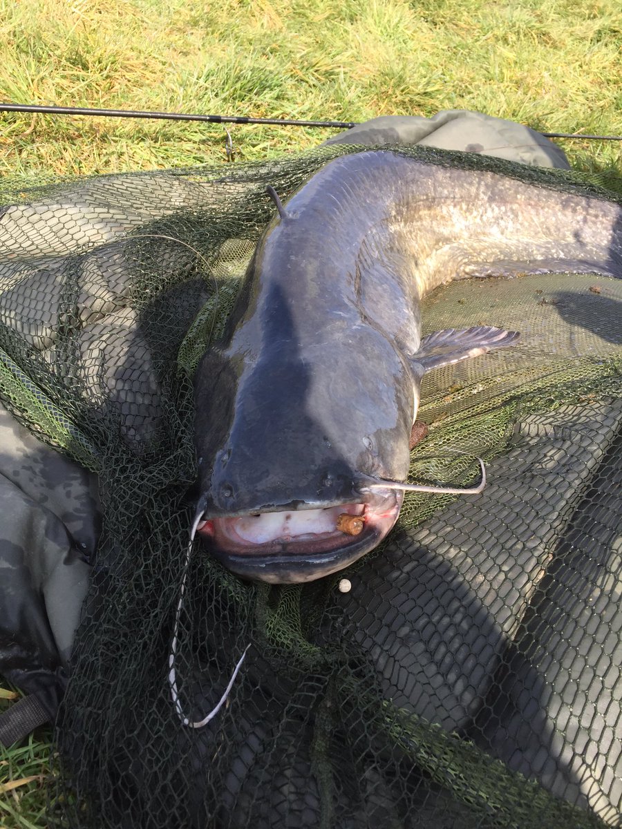 MissionToFish's tweet photo. Caught on a boilie &amp; meat 48lb 8oz. Not a CATastrophic weekend for some. #catchthecarp #bivvyup #catfishheaven https://t.co/o5olvHkGL7
