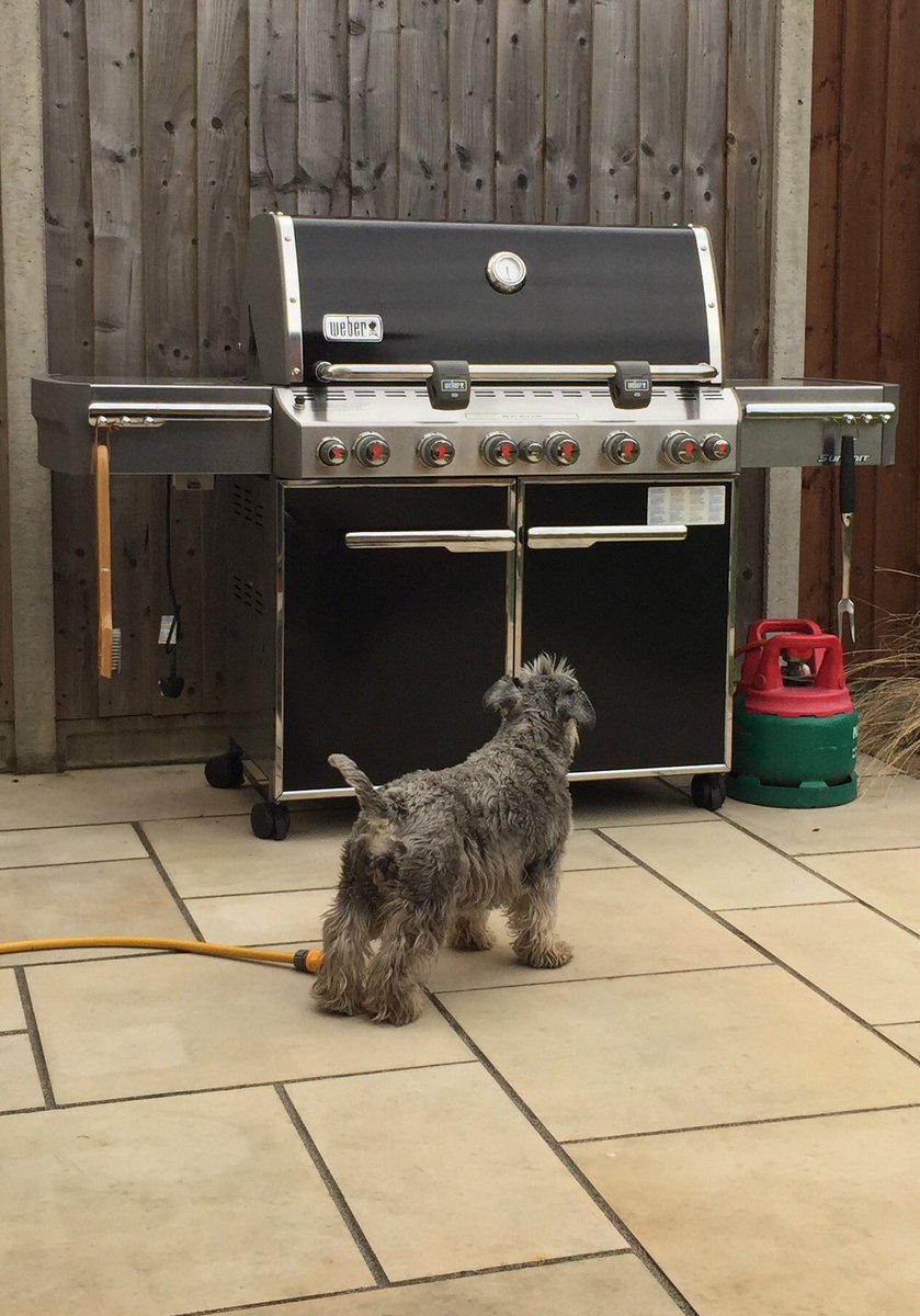 minimollyw's tweet photo. There's food up there, dammit! I just know it! @Weberbarbecues https://t.co/kGNk4RlQaV