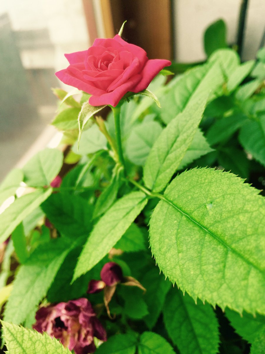 zin_eye's tweet photo. Rose https://t.co/IZ2g5s5BUb #macro https://t.co/GPUxj9x5cA