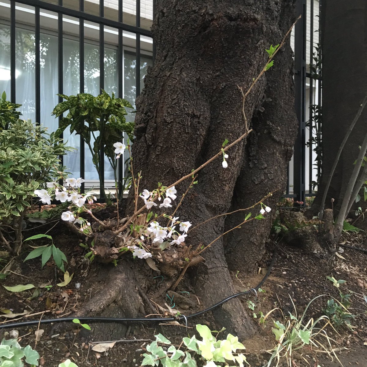 توییتر 安野モヨコ در توییتر 小さなひこばえ桜 モヨコ T Co Jrjmxaeurz توییتر 安野モヨコ در توییتر 小さなひこばえ桜 モヨコ T Co Jrjmxaeurz