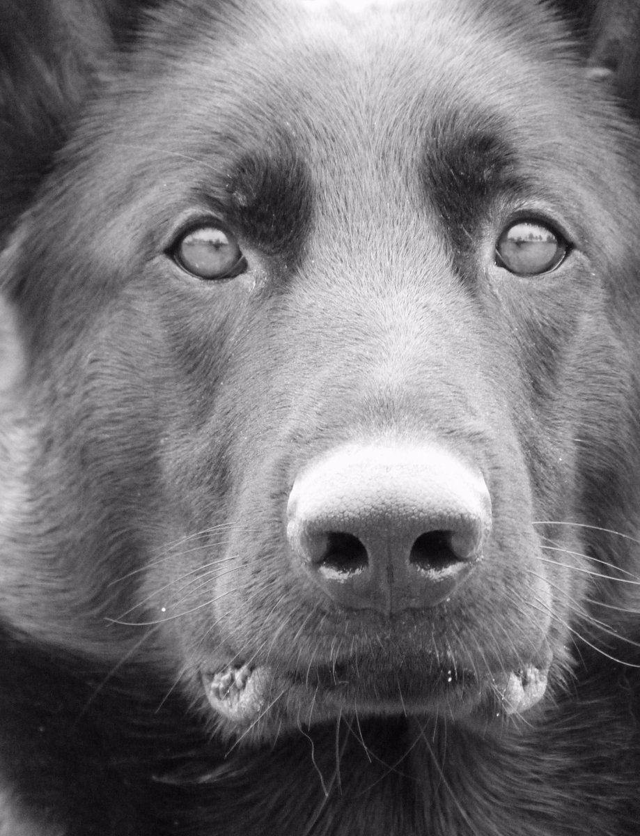 pospolicedogs's tweet photo. What kind of dog trainer are you? Here's where I'm at.
https://t.co/wrD3JAWxaj https://t.co/JLCT9LuemW