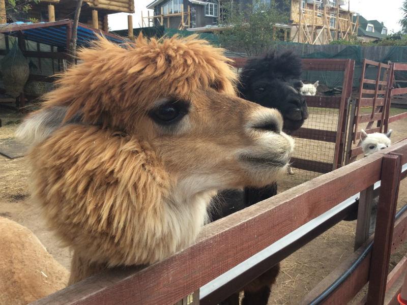 MoscowEscape's tweet image. Топ-5 мест Подмосковья, где обитают невероятно милые звери😍😍😍

🐾 Дом енота

 Помните… t2p.pw/pYLx77xDJQ