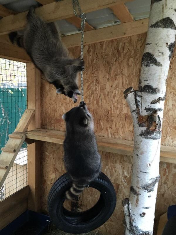 MoscowEscape's tweet image. Топ-5 мест Подмосковья, где обитают невероятно милые звери😍😍😍

🐾 Дом енота

 Помните… t2p.pw/pYLx77xDJQ