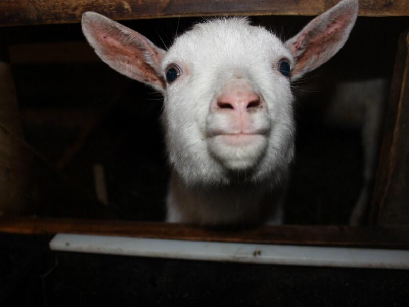 MoscowEscape's tweet image. Топ-5 мест Подмосковья, где обитают невероятно милые звери😍😍😍

🐾 Дом енота

 Помните… t2p.pw/pYLx77xDJQ