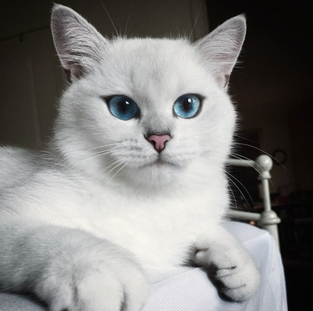 JAdotBE's tweet photo. Coby, de #knapste #kater van #Instagram https://t.co/e5WVtAvuav #schattig #mooi https://t.co/iiKh9vxn68