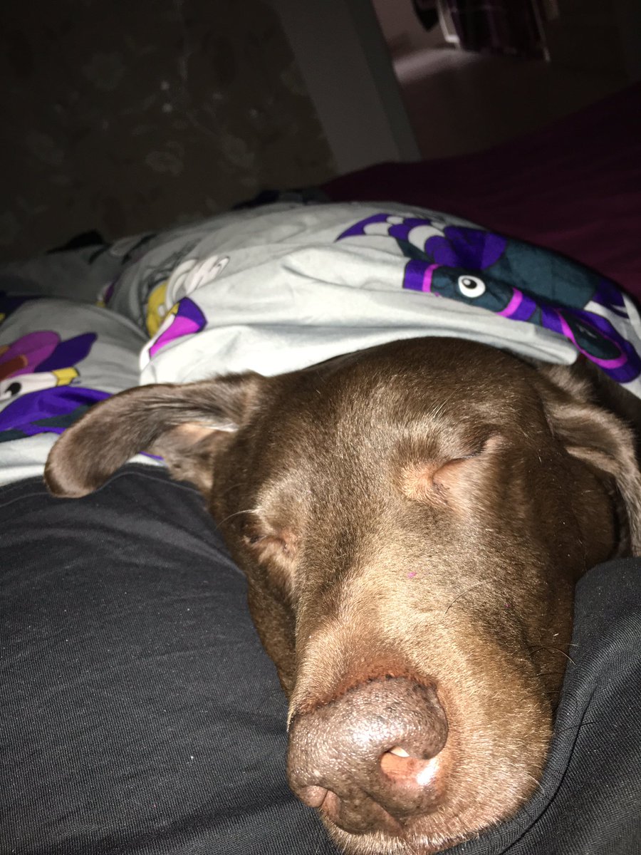 ChicoReloaded's tweet photo. Best morning snuggles ever 😍 #ComfyMum 😴 https://t.co/tV84FFSSNK