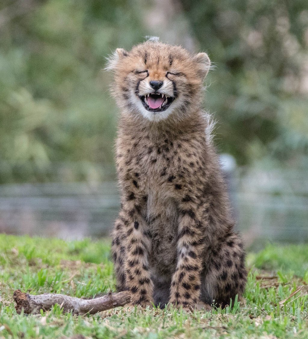 ボーナム サンディエゴ動物園のチーターかわいい T Co Zpwvpovdv4 Twitter