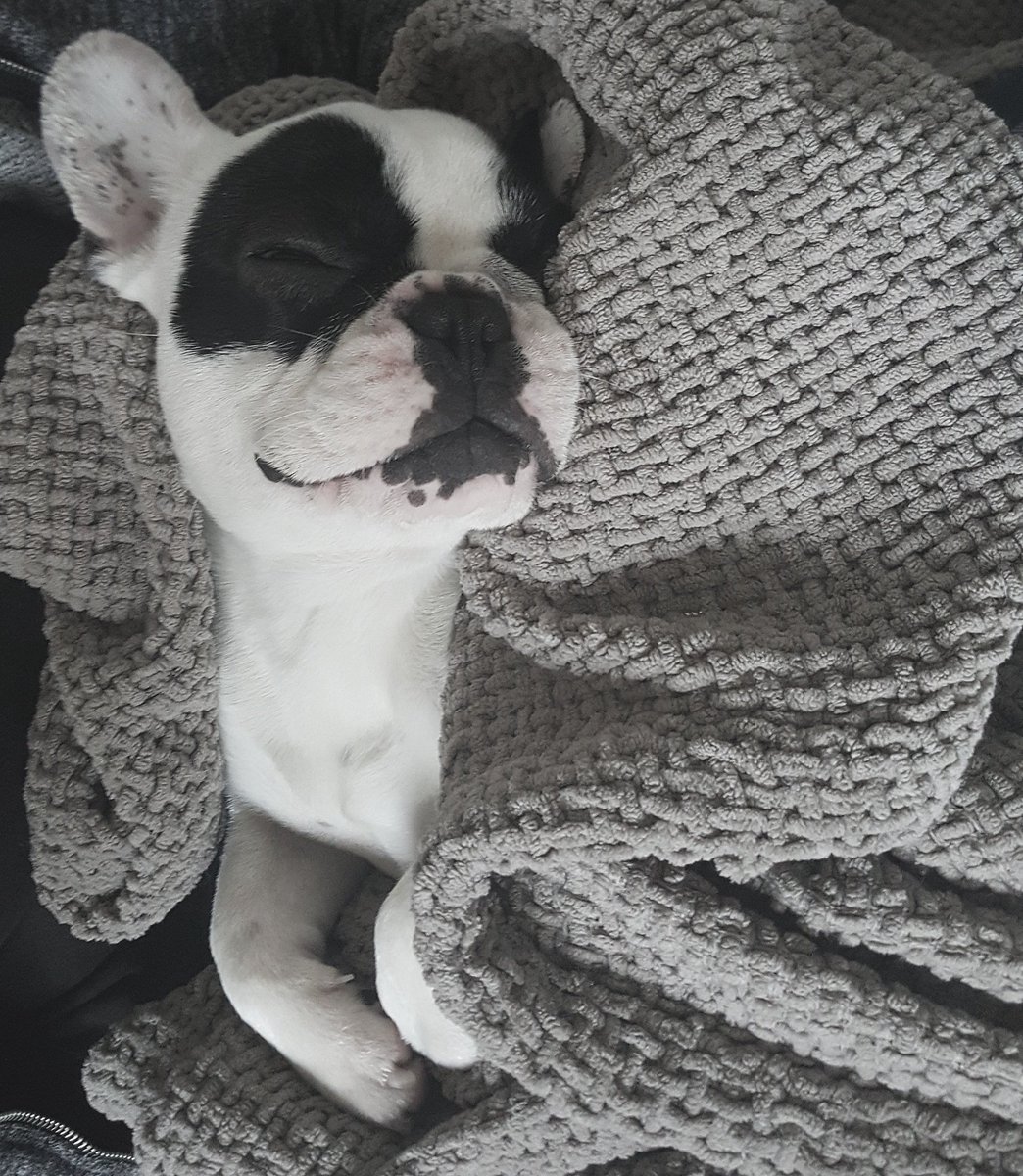 LennyDeFrenchie's tweet photo. How else would you spend a rainy Sunday?☔😪 #dogs #dogsoftwitter  #LazySunday 👻lennydefrenchie IG:lenny_the_frenchie_ https://t.co/Np7Pb2dIpL