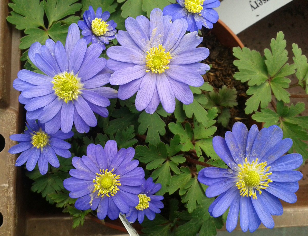 kilnfarm's tweet photo. #anemoneblanda opens up every time the sun comes out! #goodphilosophy https://t.co/WEl16wM0hA