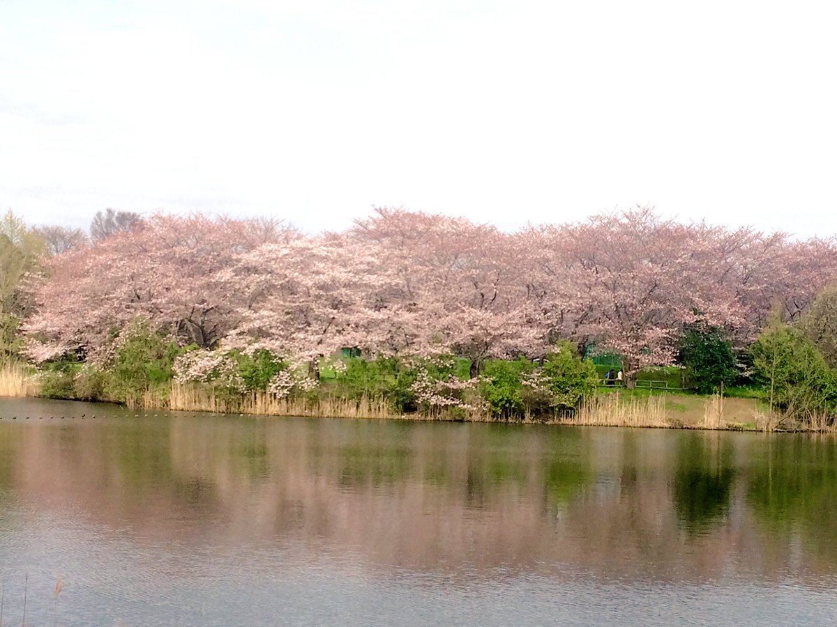 vise_francesco's tweet photo. Relaxing day out of the lab dancing and meeting new people #花見 #hanami #366PositiveDays #thinkPositiveChallenge https://t.co/hc9X9mZ6Ba