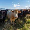 CircularEcology's tweet photo. New study reveals the health, environmental, and economic benefits of eating less meat https://t.co/TUPAC2xU0y https://t.co/gKy0bGKf8q