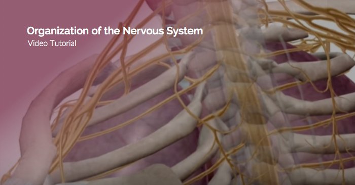 Meducation's tweet photo. Learn all about the central and peripheral systems. https://t.co/VitOSIQZRf https://t.co/hyiPmZwKVw