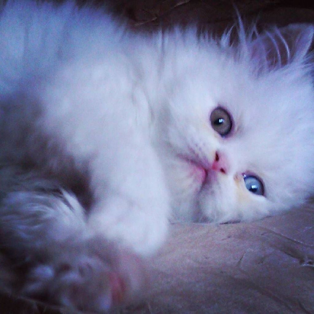 Dartagnan Dardis ' Romeo' baby. #caluviscat #persiancat #gatopersa #kittencat #persian #persa #babycat #beautifulca…