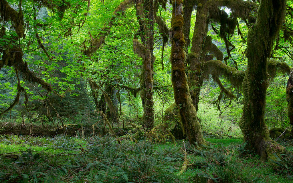 TravelLeisure's tweet image. Is this the quietest spot in the U.S.? tandl.me/25EiSGI