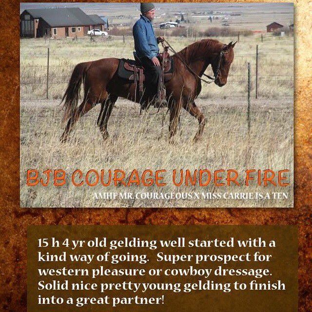 TheMorganSource's tweet image. Adorable gelding available!