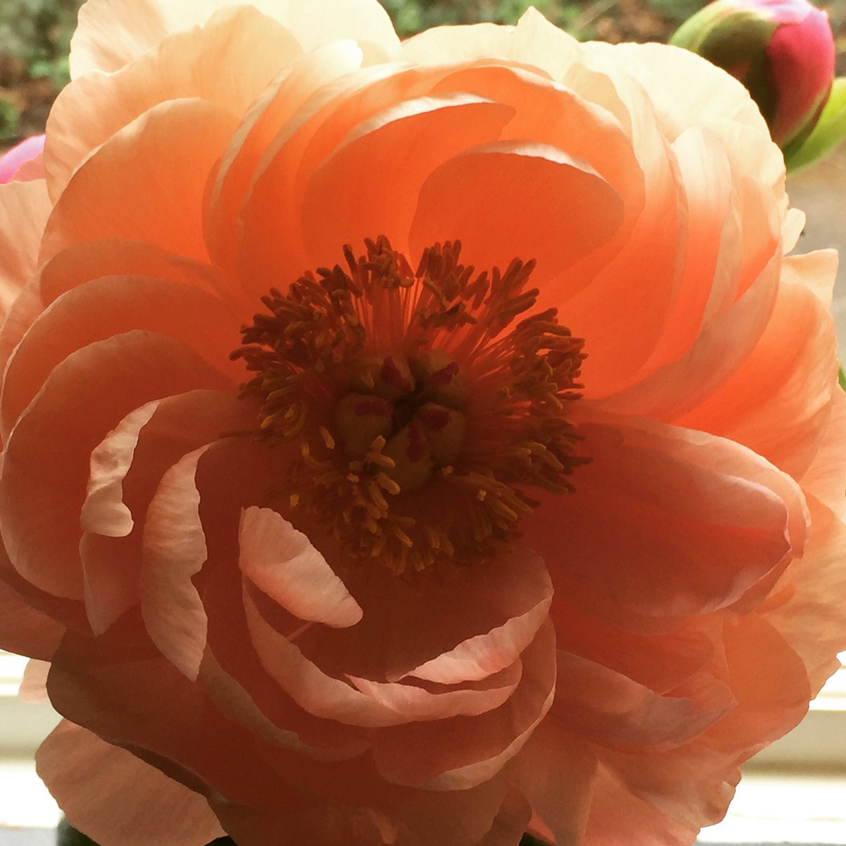 MakeEverydayB's tweet photo. Coral Sunset Peonie from the south of France. @AuDirectFlowers #peonies #wholesaleflowers https://t.co/EeV8vzbefF