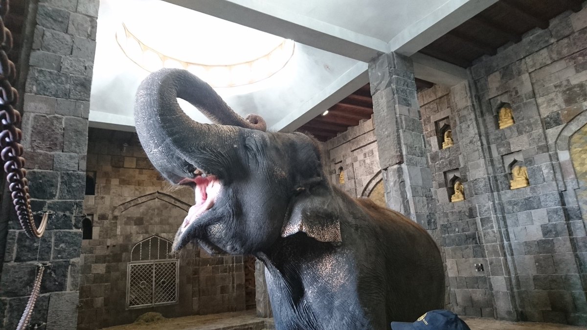 LesAventureuses's tweet photo. Rencontre avec mana, 54 ans #WAT16 #pairidaisa #WATmons #elephant séquence émotion https://t.co/FOBhx5GDi3