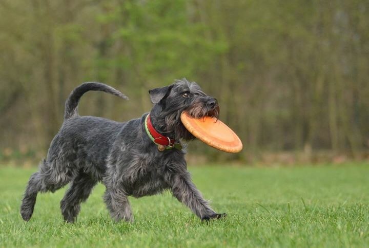 m_PeppyMiller's tweet photo. #DiscDog friends! #schnauzer #dog #doglover #discdogger #Italy https://t.co/1BaCSILsEh
