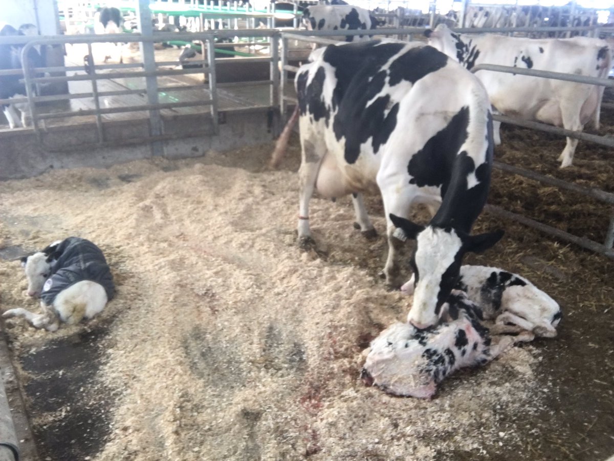gorelane's tweet photo. Busy morning. 2 calvings / 3 heifers! #bullrunover? https://t.co/N68spoM0YZ