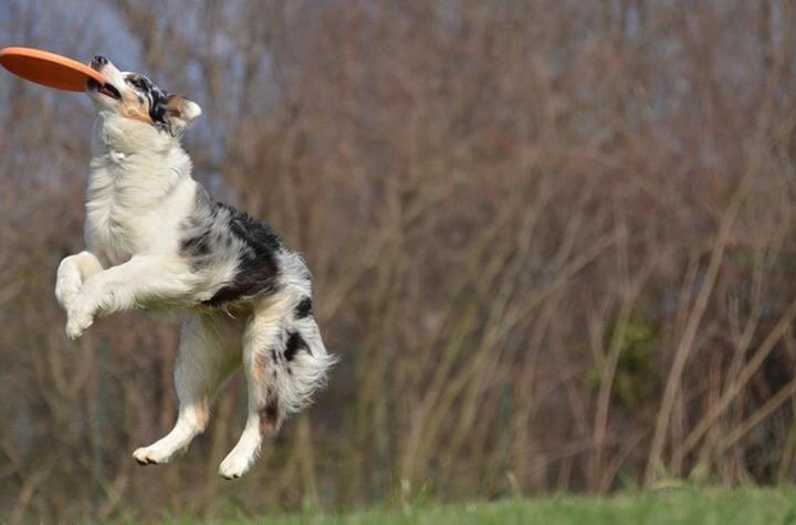 m_PeppyMiller's tweet photo. #DiscDog friends! #australian #dog #doglovers #discdogger #Italy https://t.co/I1eNO15pu2