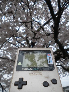 画像 / Picture