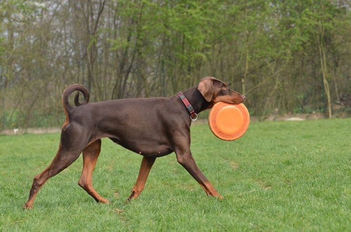 m_PeppyMiller's tweet photo. #DiscDog friends! #doberman #dog #doglover #Italy #discdogger https://t.co/EprG6LI8Rj