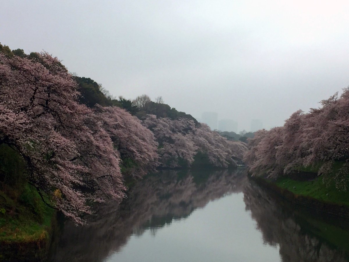 桜 Twitterren 今日は東京の桜をいくつか見て回ったので 桜写真シリーズを 小雨降ってたので色合いが少しおとなしめですが まずは 千鳥ヶ淵 日本武道館 の桜 日本武道館では法政大学の入学式もやってました T Co Kphumto9wr