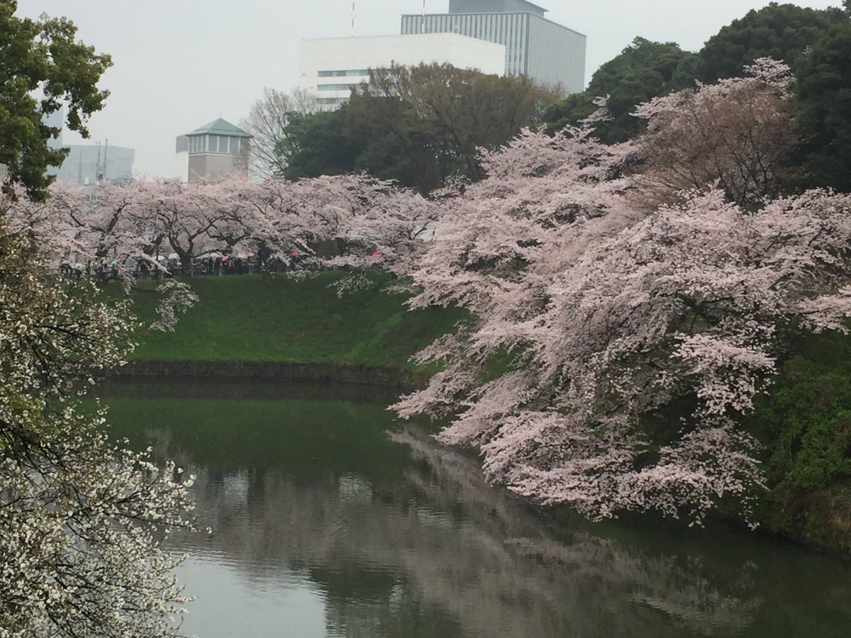 桜 Twitterren 今日は東京の桜をいくつか見て回ったので 桜写真シリーズを 小雨降ってたので色合いが少しおとなしめですが まずは 千鳥ヶ淵 日本武道館 の桜 日本武道館では法政大学の入学式もやってました T Co Kphumto9wr