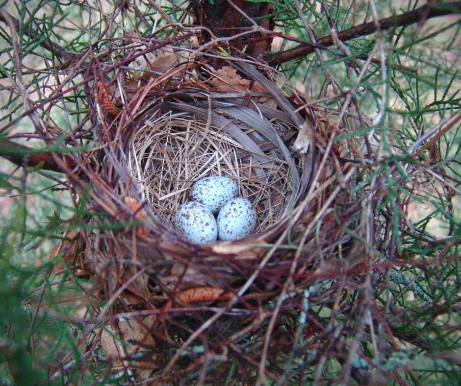 USFWS's tweet photo. Please take a look around before trimming trees or clearing brush. Never know what's in there! #SpringCleaning https://t.co/kQq4Sjjok5