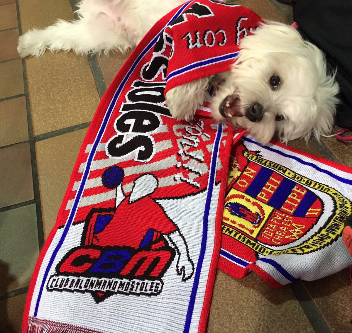 CBMostoles's tweet photo. Un seguidor mas en la grada ☺️☺️ con la nueva bufanda del club!!! https://t.co/XlBult2a9p