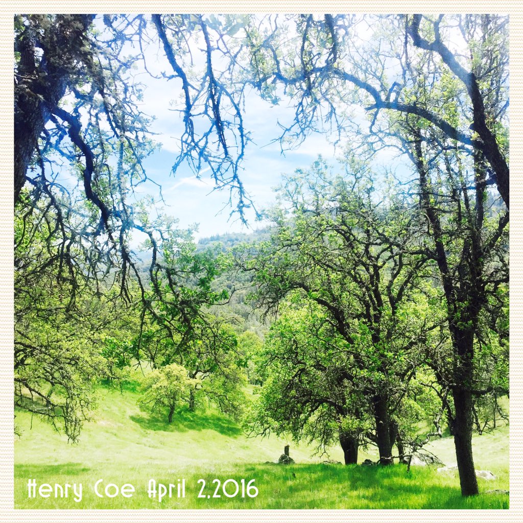 calparks's tweet photo. Lovely! RT @jessiewu44: Beautiful hike at #HenryCoe state park 🌿🌸 #nature #spring @calparks https://t.co/Tr33emxnk0