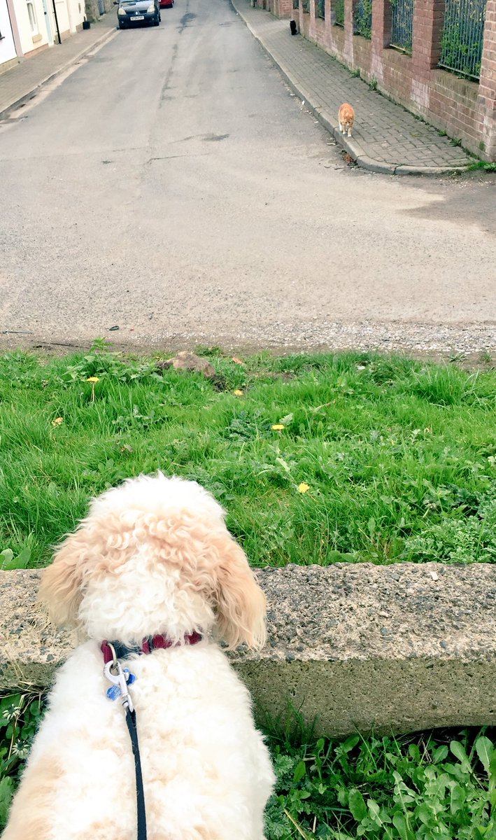 MerlinCockapoo's tweet image. 2 #cats ganged up on me today... 
Me was a scaredy #dog. #dogsoftwitter